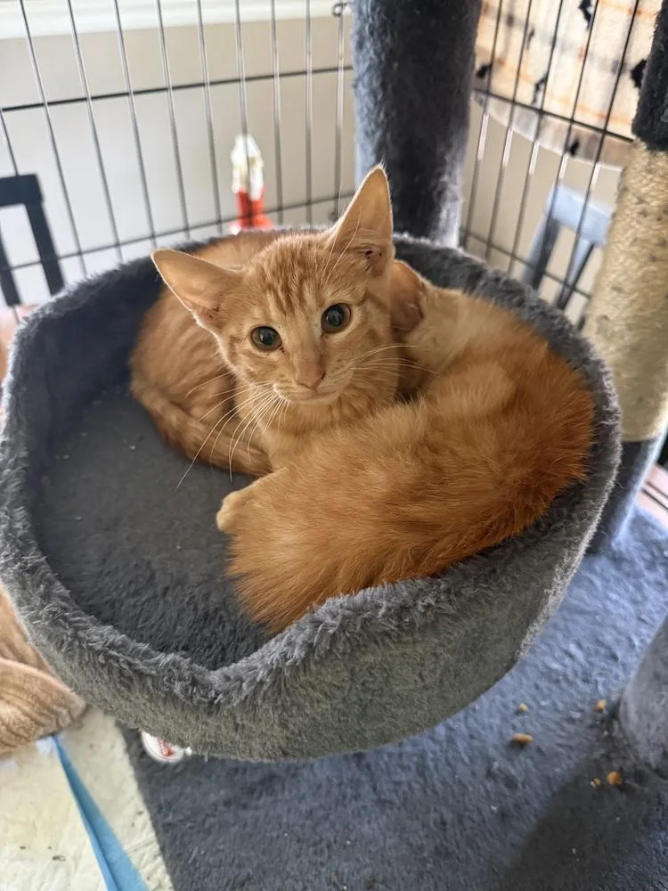 Peaches thumbnail 4