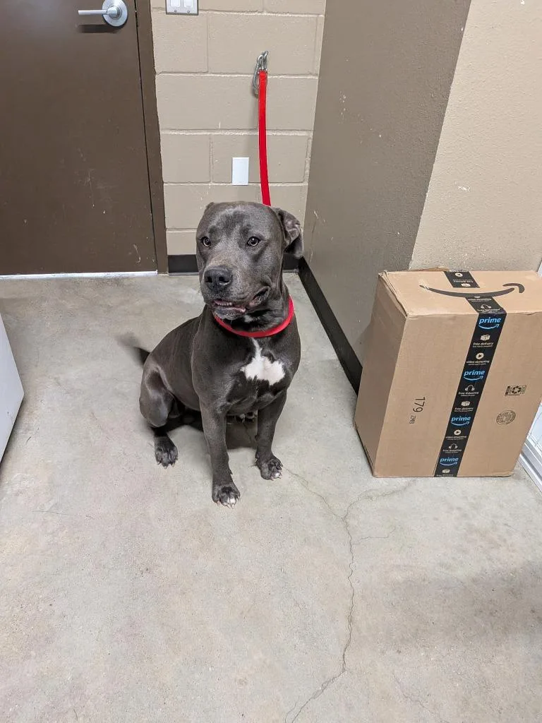 A young large-sized male Pit Bull Terrier dog named Monkey for adoption in Huntsville, TX