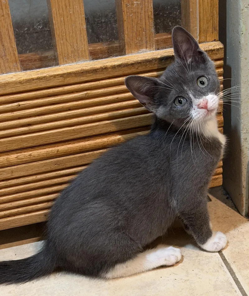A baby medium-sized female Gray & White Domestic Short Hair cat named Pebbles for adoption in East Hanover, NJ