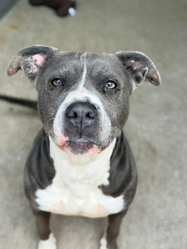 An adult medium-sized female Gray / Blue / Silver Pit Bull Terrier dog named Aloha for adoption in Chicago, IL