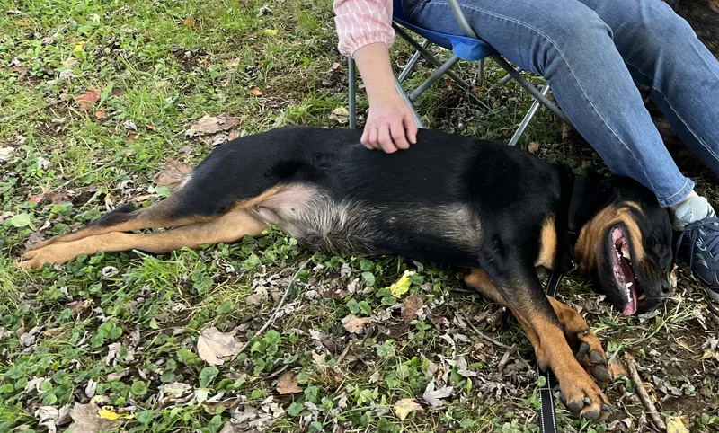 Snickers thumbnail 5