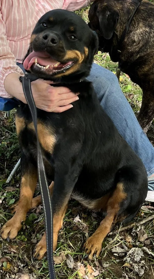 Snickers thumbnail 6