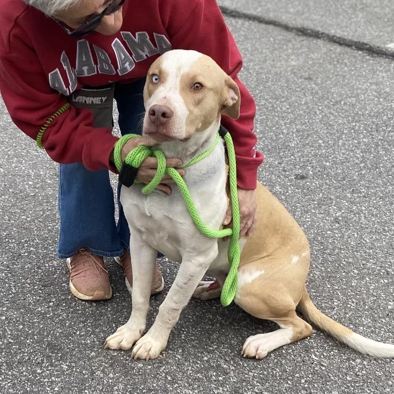 An adult medium-sized male White / Cream Mixed Breed dog named Vex for adoption in Columbus, GA