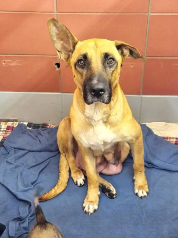 An adult large-sized female German Shepherd Dog dog named Brandy for adoption in Houston, TX