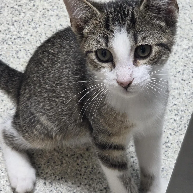 A baby small-sized male Tabby (Brown / Chocolate) Domestic Short Hair cat named Waffles for adoption in Carthage, NC