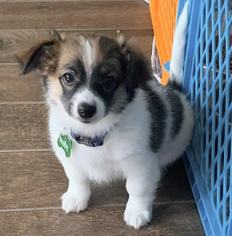 A baby small-sized male Chihuahua dog named Lumina for adoption in Frisco, TX