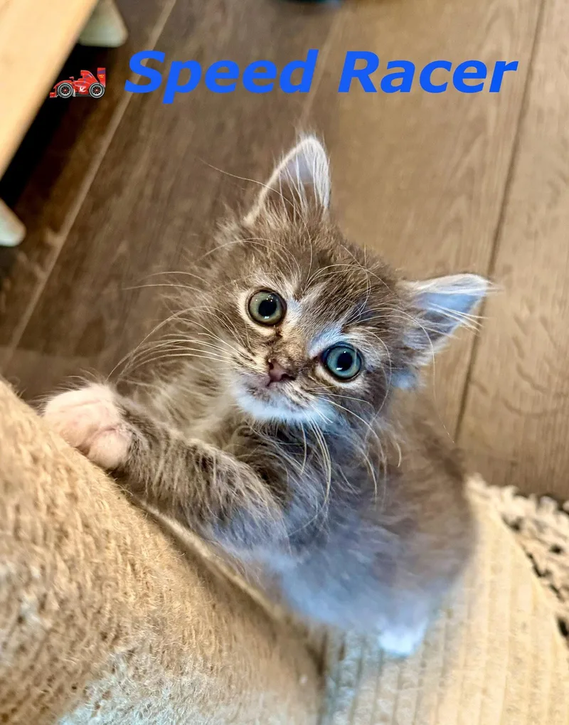 A baby medium-sized male Gray & White Domestic Medium Hair cat named Speed Racer for adoption in Reston, VA