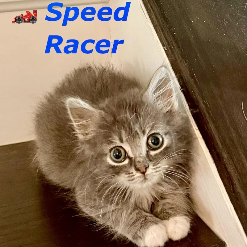 Speed Racer thumbnail 2
