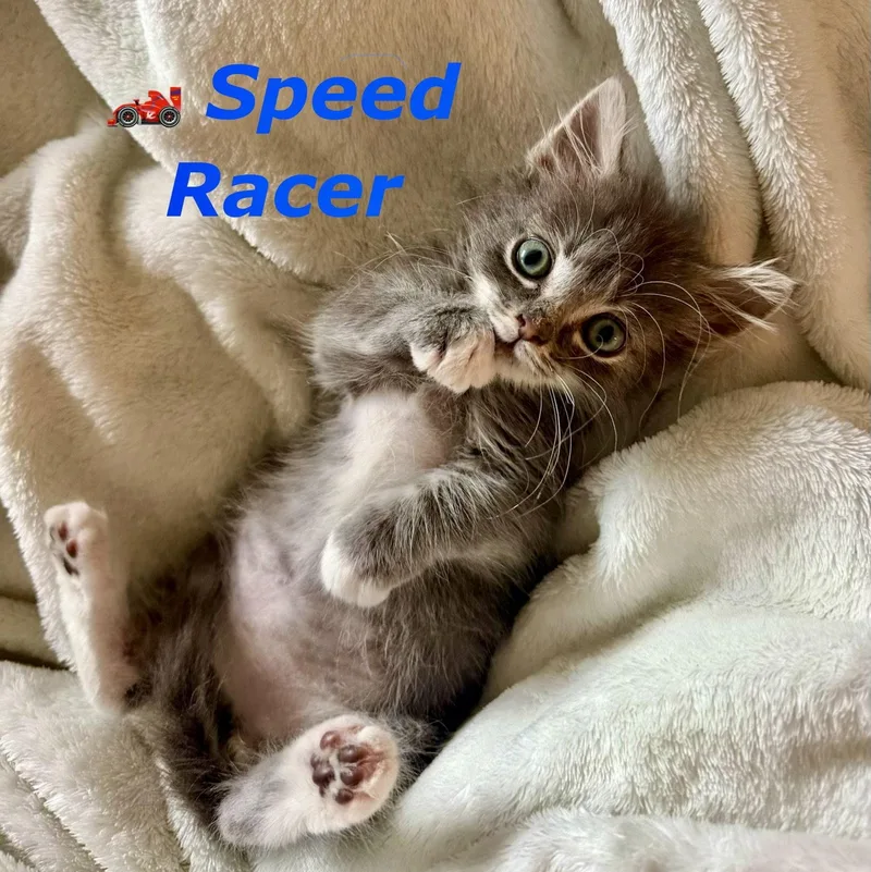 Speed Racer thumbnail 3