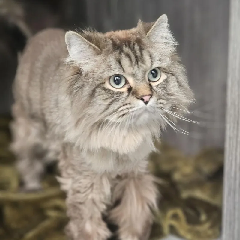 An adult large-sized male Gray / Blue / Silver Domestic Long Hair cat named Momo for adoption in Lakewood, CO