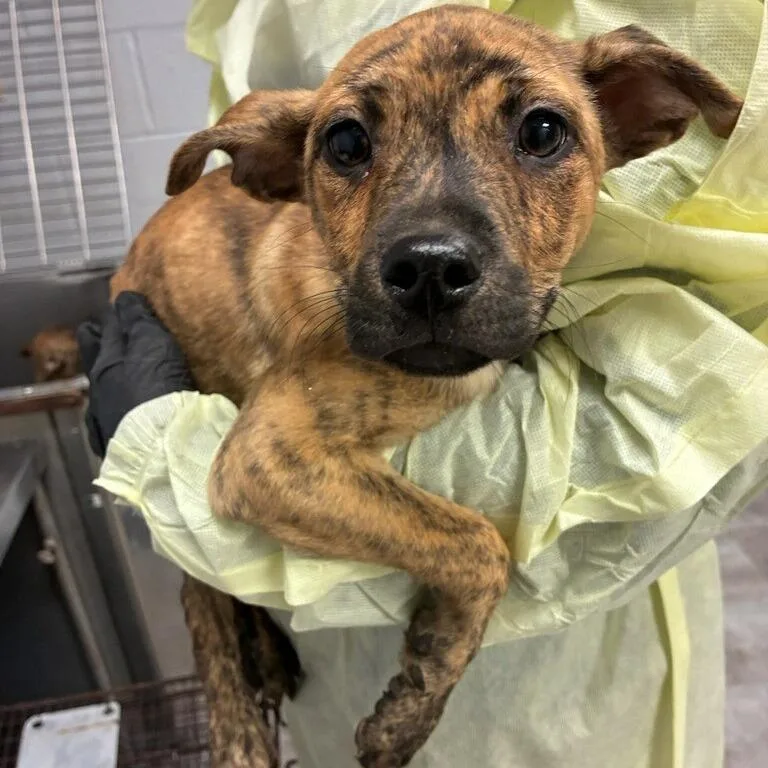 Buttercup thumbnail 2