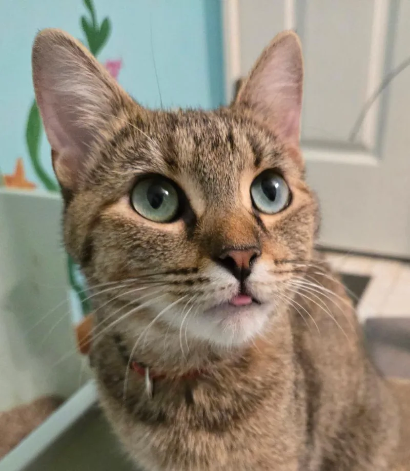 A young medium-sized female Domestic Short Hair cat named Miezekatze for adoption in South Bend, IN