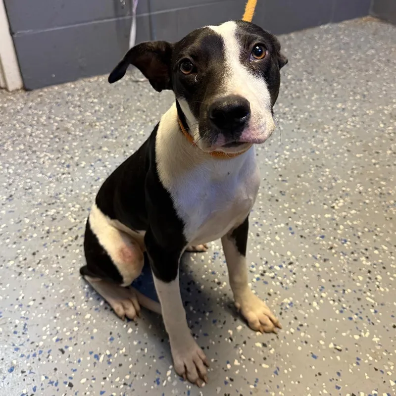 A young medium-sized female Terrier dog named Lois for adoption in Tuscaloosa, AL