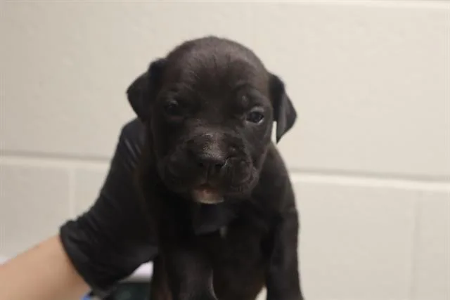 A baby small-sized male Mixed Breed dog named Mars for adoption in Columbia, SC