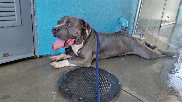A young medium-sized male American Staffordshire Terrier dog named Caesar for adoption in Baldwin Park, CA