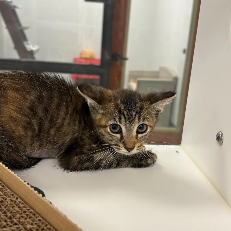 A baby small-sized female Brown / Chocolate Domestic Short Hair cat named Sporty spice for adoption in West Palm Beach, FL