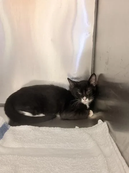 Figaro