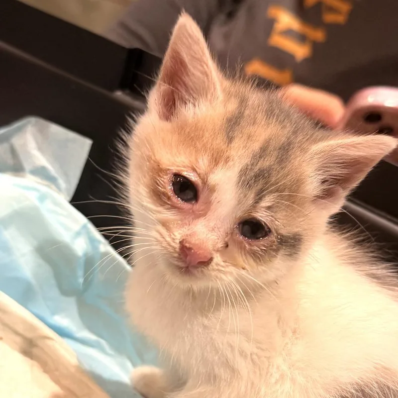 A baby small-sized female Calico Domestic Short Hair cat named Daphne for adoption in Delaware, OH