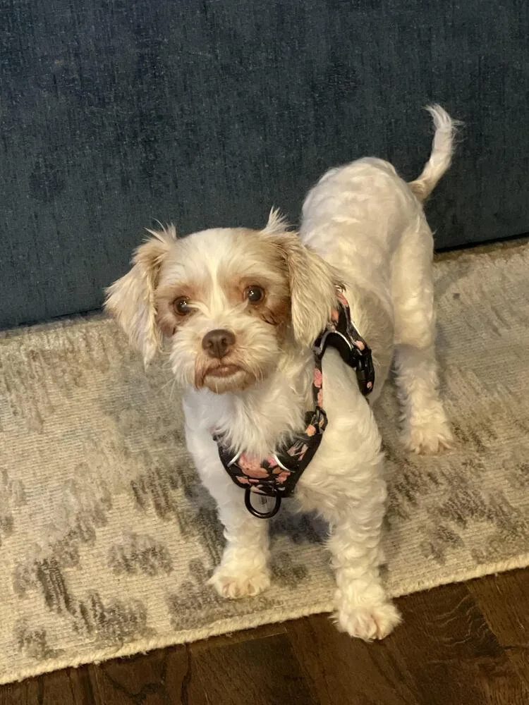 An adult small-sized female Bichon Frise dog named Sarah for adoption in Chattanooga, TN