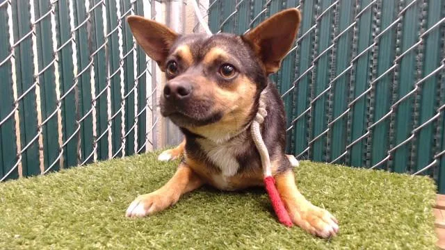 A young medium-sized male Chihuahua dog named Jason for adoption in Downey, CA