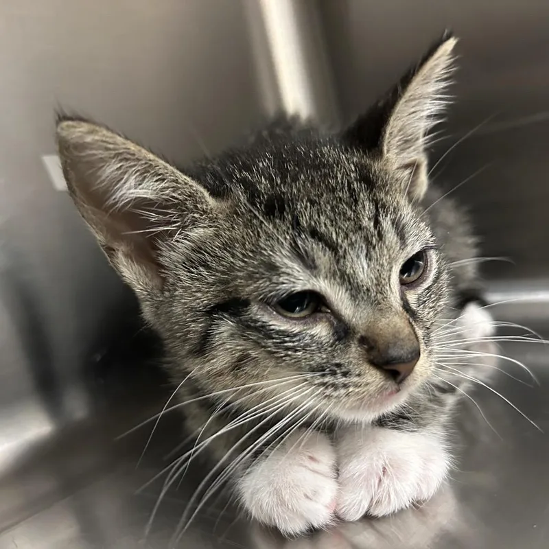 A baby small-sized female Gray / Blue / Silver Domestic Short Hair cat named Ufo for adoption in Jacksonville, FL
