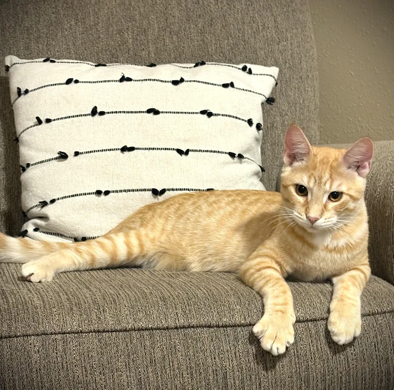 A baby small-sized male Buff / Tan / Fawn Domestic Short Hair cat named Duke for adoption in Mankato, MN