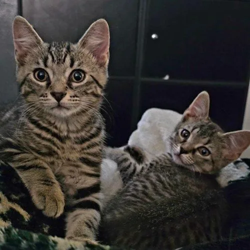 A baby small-sized male Tabby (Brown / Chocolate) Domestic Short Hair cat named Ulf for adoption in Fishers, IN
