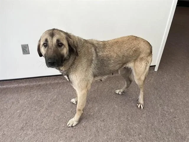 A young medium-sized female Australian Shepherd dog named Cinder for adoption in Saint Louis, MO