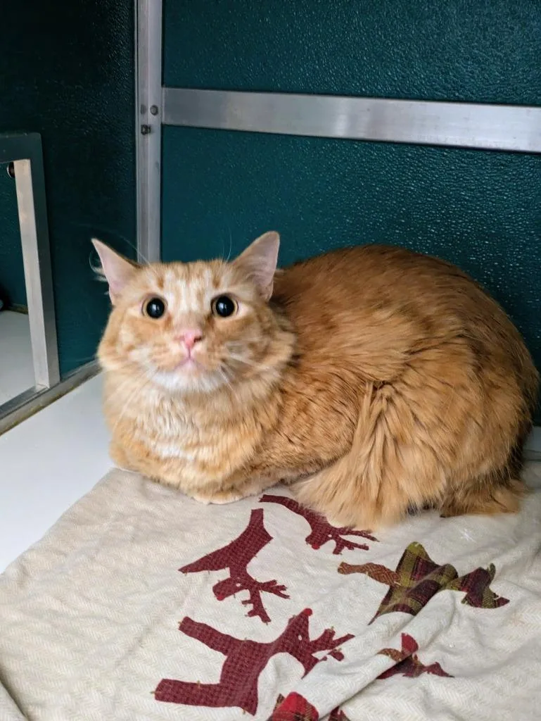 Sammy