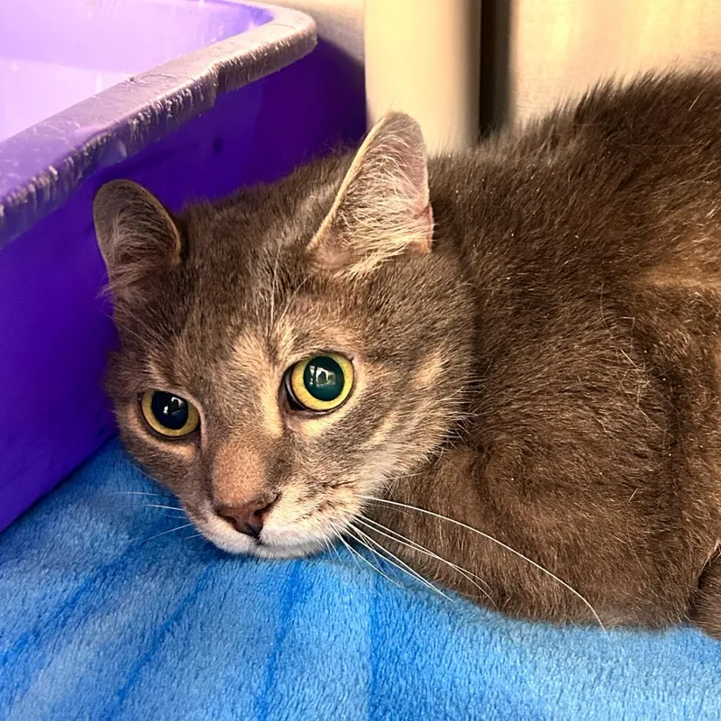 A senior small-sized male Gray / Blue / Silver Domestic Medium Hair cat named Tigger for adoption in Perkiomenville, PA