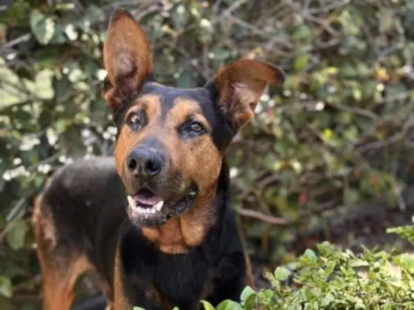 An adult large-sized male German Shepherd Dog dog named Sampson for adoption in San Pedro, CA