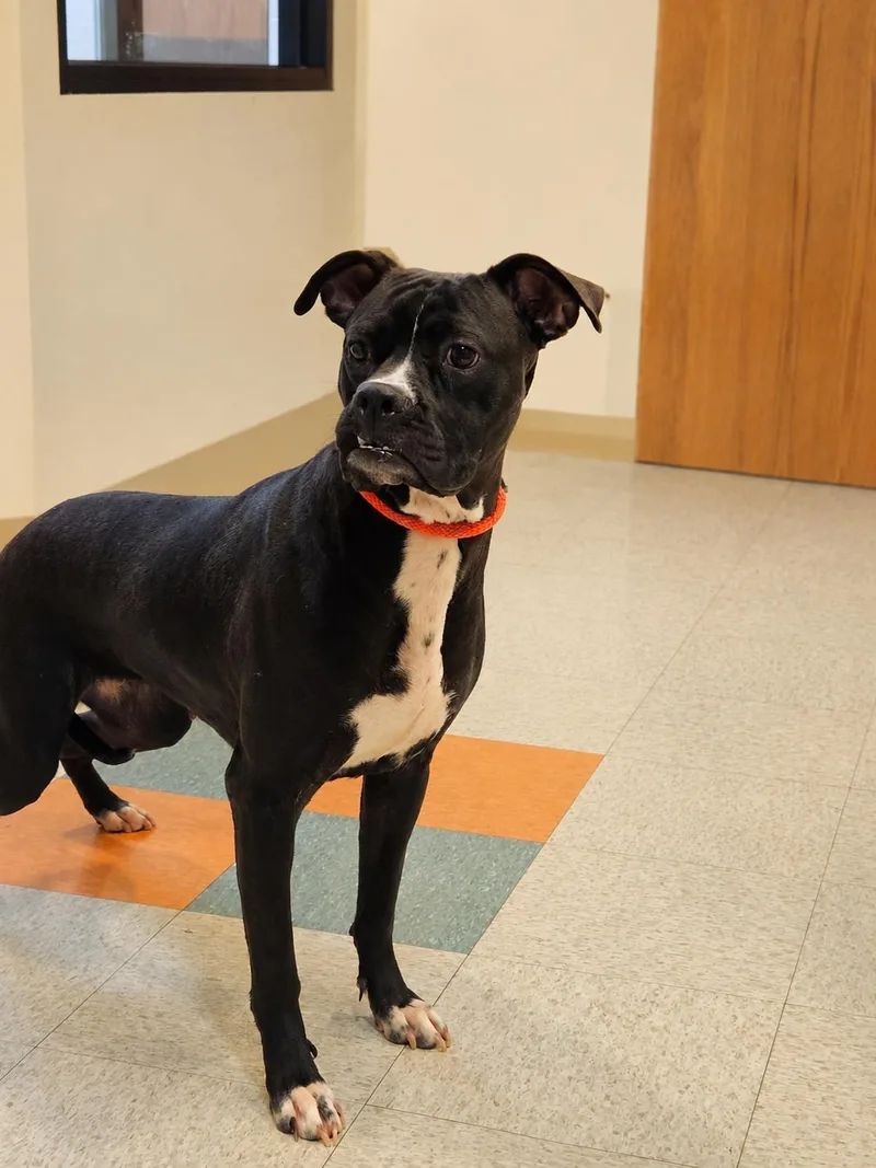 An adult medium-sized female Black Boxer dog named Raven for adoption in Bluffton, IN
