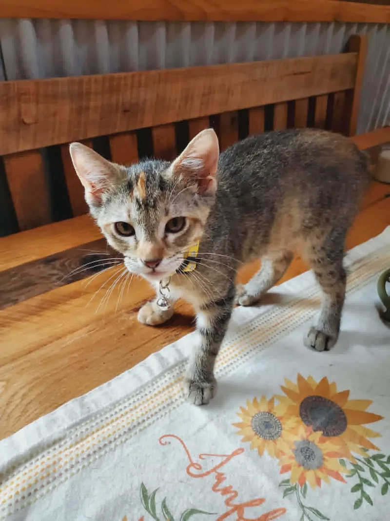 A baby medium-sized female Tabby (Buff / Tan / Fawn) Domestic Short Hair cat named Starfish for adoption in Manhattan, KS