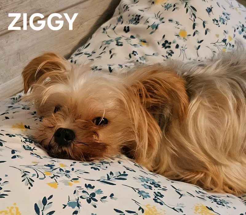 Ziggy