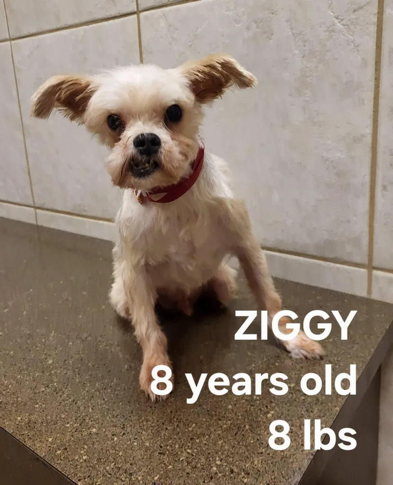 Ziggy thumbnail 2