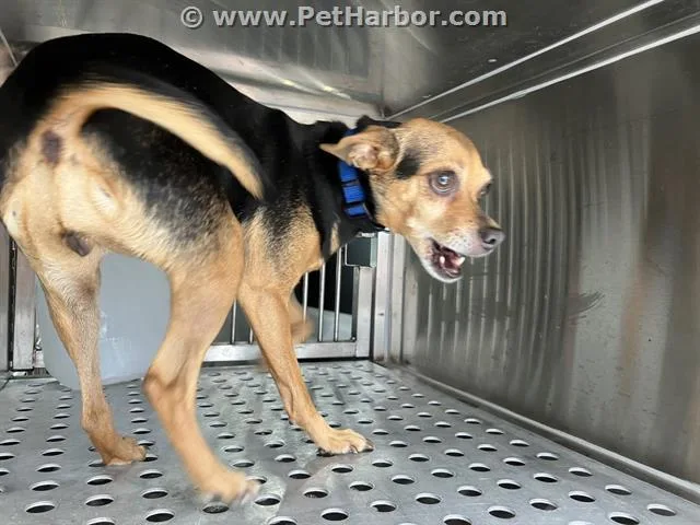 A senior small-sized female Chihuahua dog named Lil Bit for adoption in Dallas, TX
