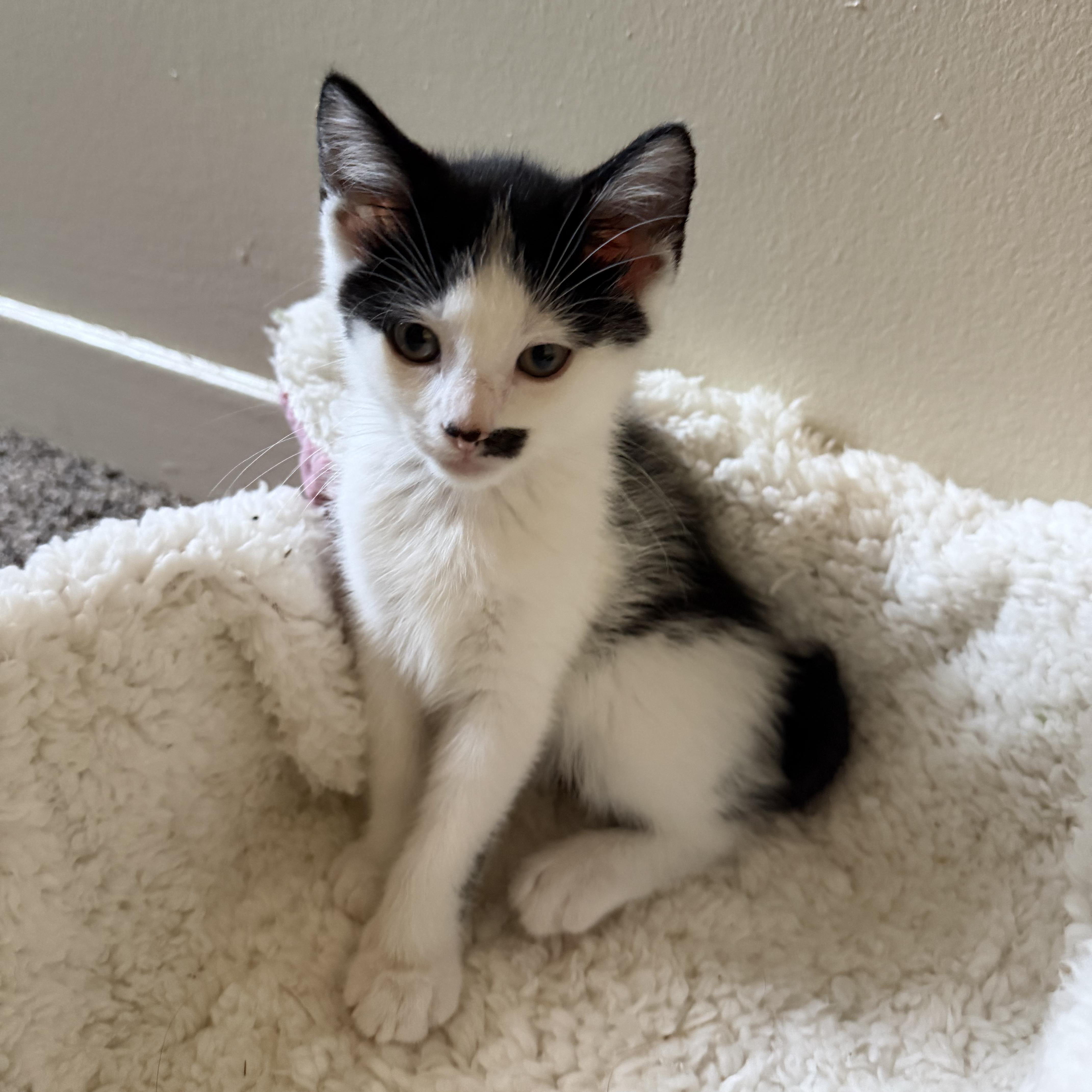 A baby small-sized female White Domestic Short Hair cat named Tinker Bell for adoption in East Greenwich, RI