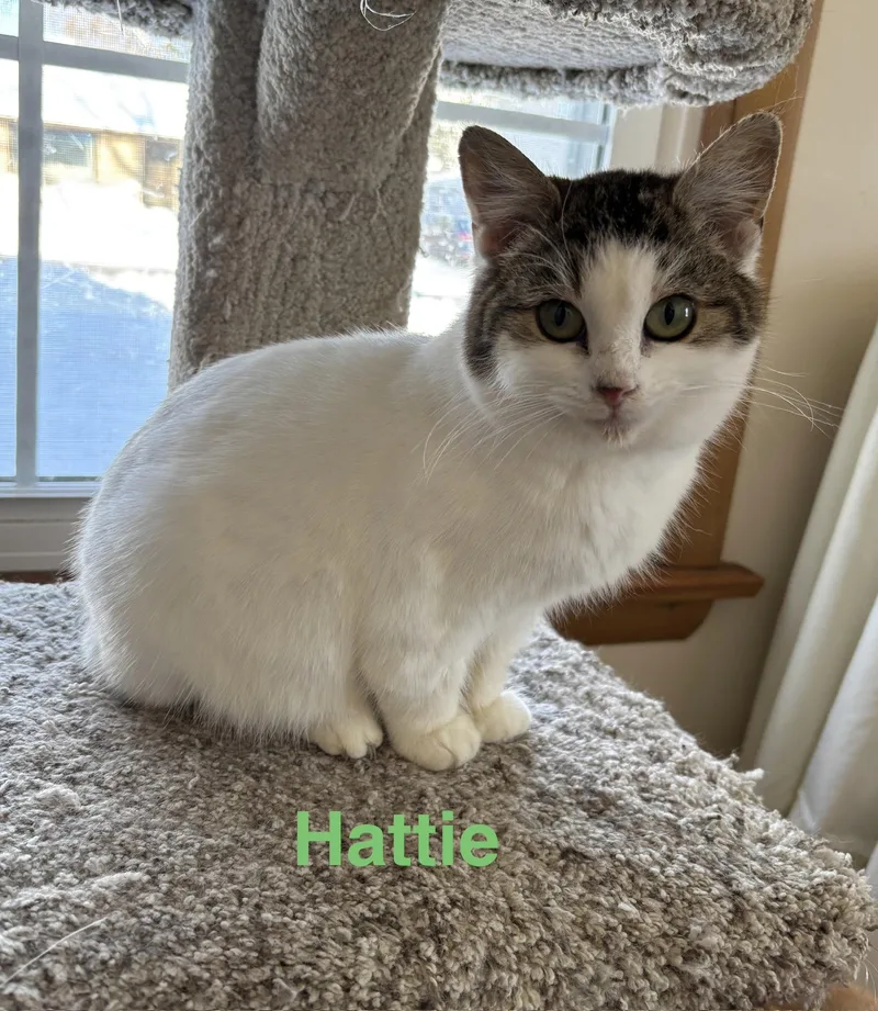 Hattie