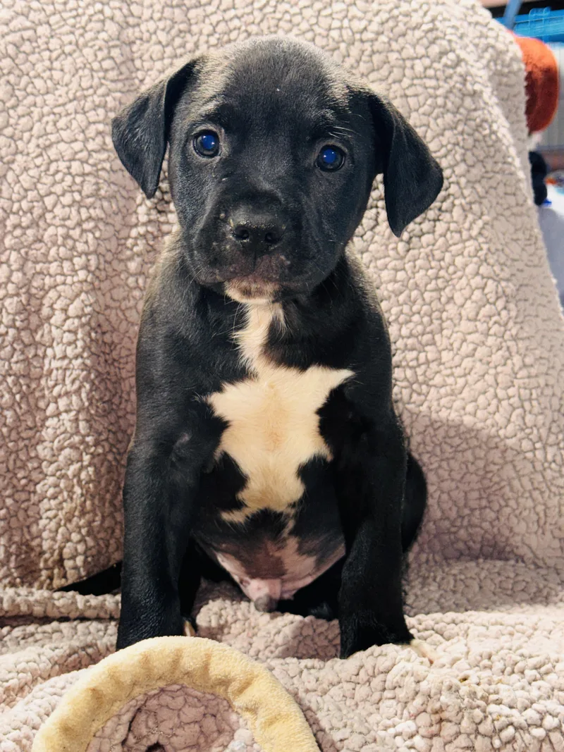 A baby medium-sized male Black Pit Bull Terrier dog named Jack for adoption in Nahunta, GA