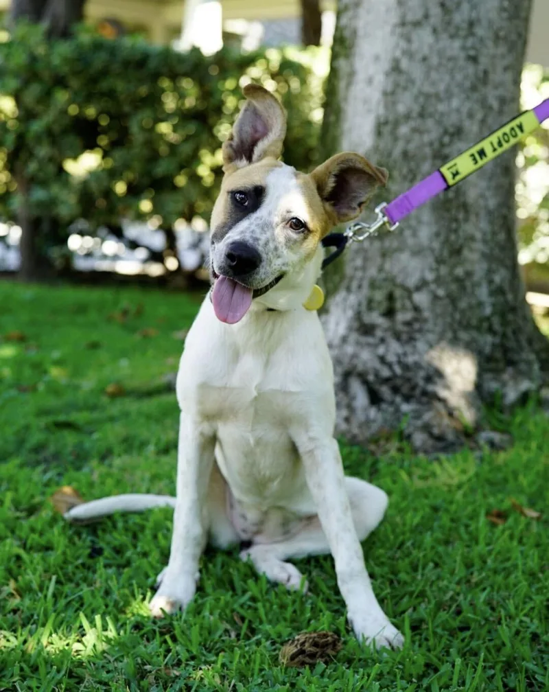 A young medium-sized female Shepherd dog named Opal for adoption in Pasadena, CA