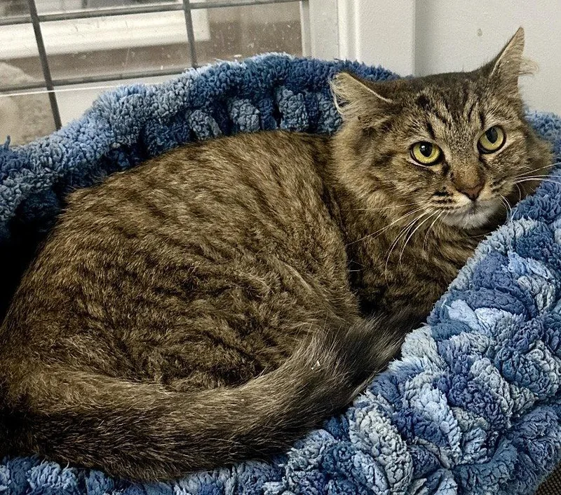 An adult medium-sized female Domestic Long Hair cat named Ruthie for adoption in West Hills, CA