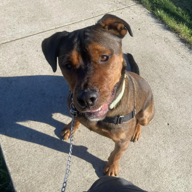 An adult large-sized male Mixed Breed dog named RaiBear for adoption in Pittsburgh, PA