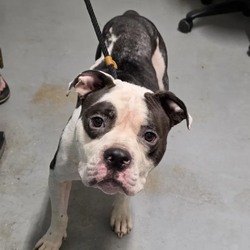 An adult small-sized male White / Cream Mixed Breed dog named Benny for adoption in Troy, IL