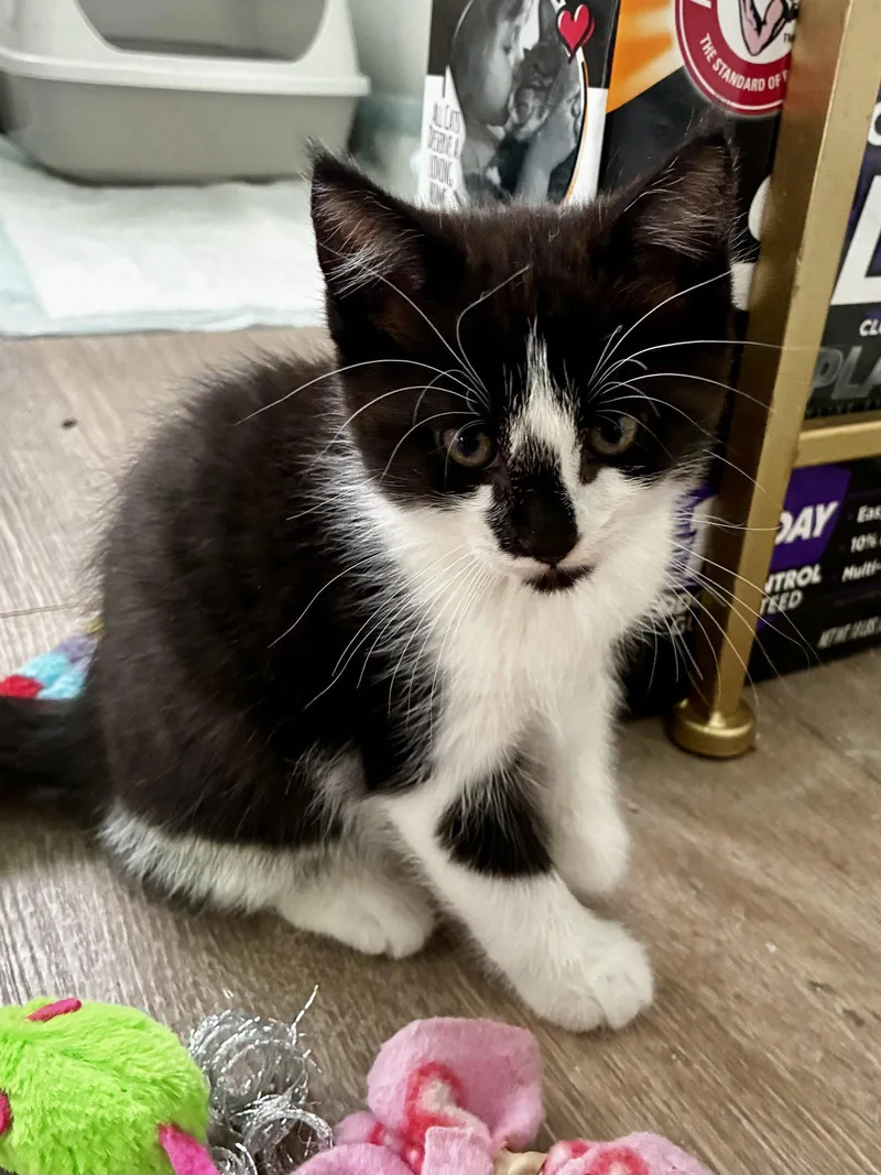A baby medium-sized male Black & White / Tuxedo Domestic Short Hair cat named Fern  Willow Grove for adoption in Greenville, DE