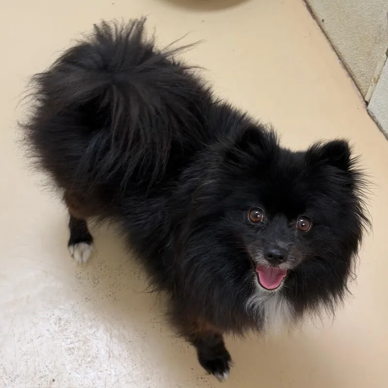 An adult small-sized female Black Pomeranian dog named Pomela Chino Hills for adoption in Chino Hills, CA