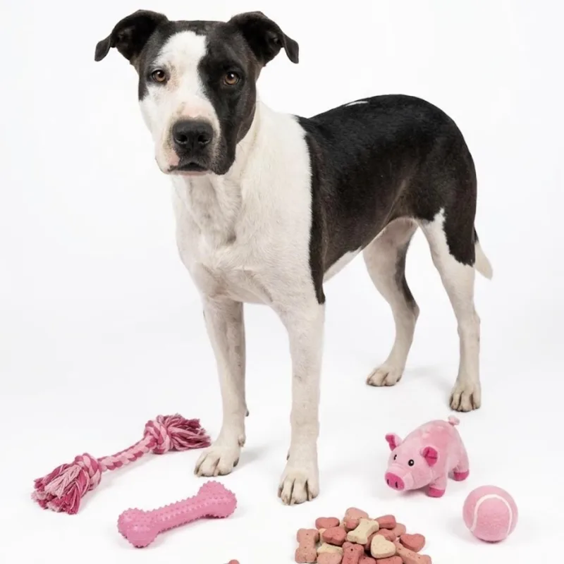 An adult medium-sized female American Staffordshire Terrier dog named Sandy for adoption in Seguin, TX
