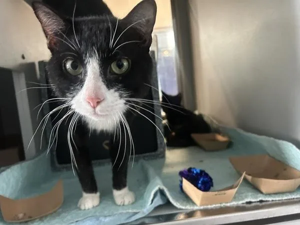 A young medium-sized male Domestic Short Hair cat named Chai for adoption in Ridgewood, NY