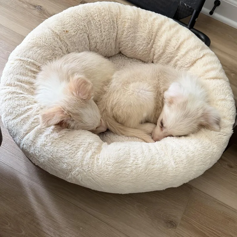 A baby small-sized male White / Cream Border Collie dog named Sammi for adoption in Rockville, MD