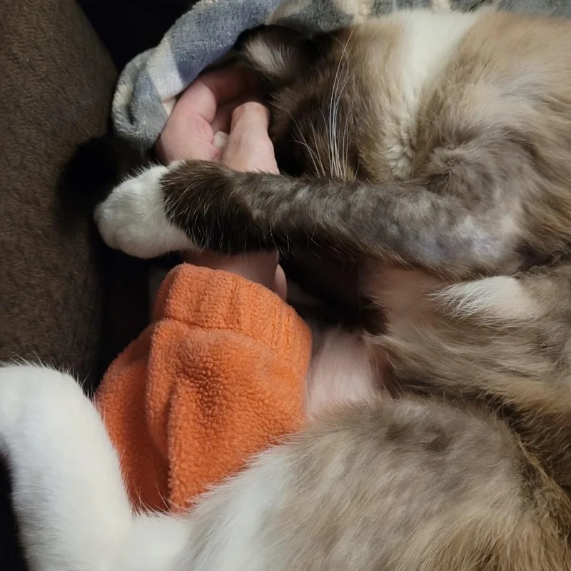 A senior medium-sized male Siamese cat named Conan Courtesy Listed for adoption in Midland, MI