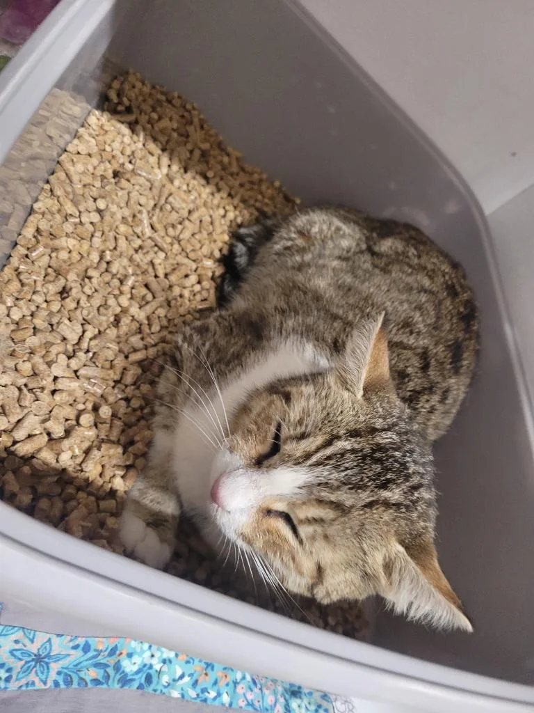 A young large-sized female Domestic Short Hair cat named Olivia for adoption in Huntsville, TX